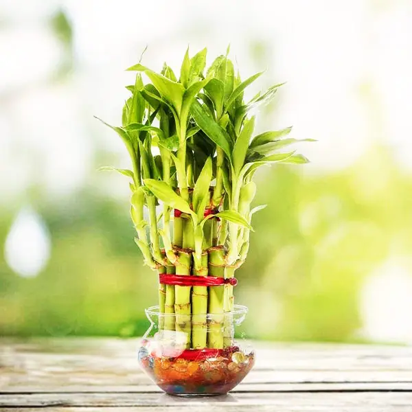 Bamboo Plant, Fengshui Lucky Bamboo Plant Tree, Lucky Bamboo, Size 4x4 Inch