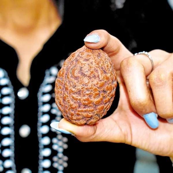 2 Mukhi Rudraksha, 2 Face Rudraksha Bead, Nepal Bead, Big Size 2x2.5 Inch