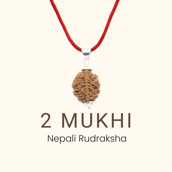 2 Mukhi Rudraksha Kavach, Two Face Rudraksha, Nepal Bead, Size 35-25 mm