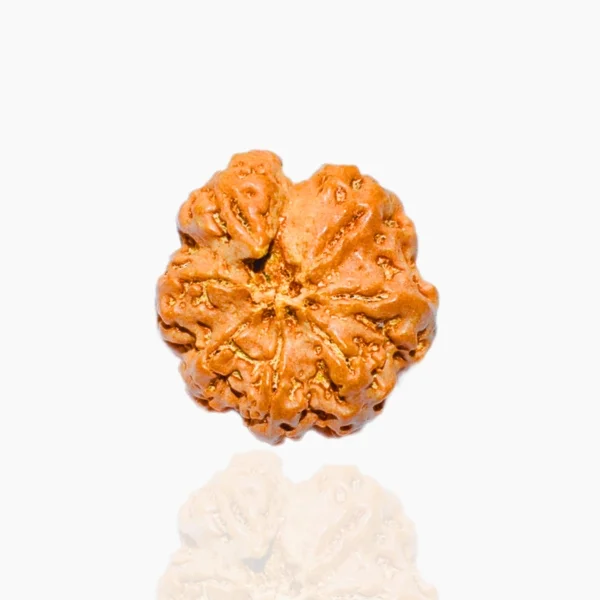Ganesha Rudraksha, Ganesh Mukhi Rudraksha Bead, Nepal Bead, Size 15-21 mm