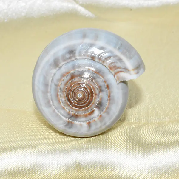 Akshaya Patra Conch, Akshaya Patra Mahalaxmi Shankh, Size 5x3.5 Inch