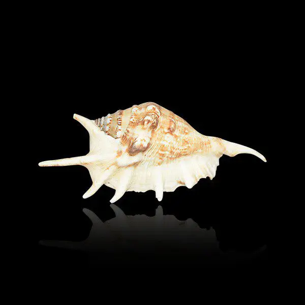 Lambis Conch, Rare Natural Brown Lambis Shankh, Size 6x3 Inch