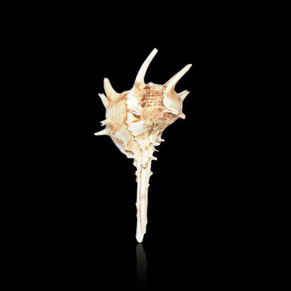 Murex Haustellum Conch, Natural Haustellum Conch, Size 8x5 Inch