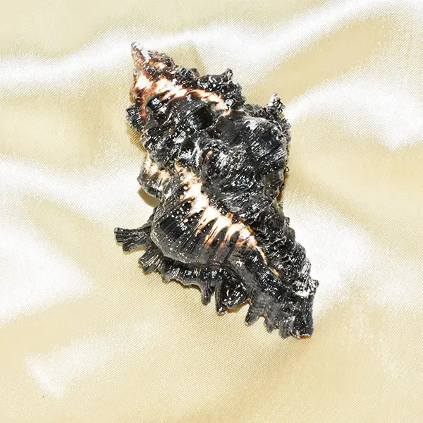 Rahu Shankh, Rahu Dosh Shankh, Dragon Head Conch, Size 3x1.5 Inch